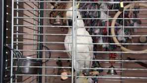 Съгласно съдържание и грижи