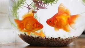 Съдържанието на златните рибки в кръговия аквариум