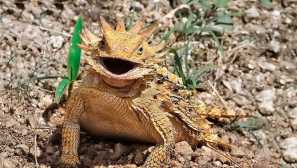 Слънчев голям гущер