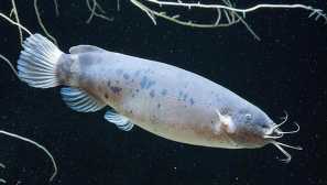 Com electric (malapterurus electricus) описание съдържание за развъждане