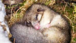 Sonya рафтове или рафтове