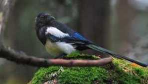 Четиридесет обикновен: характеристики на поведението на птиците