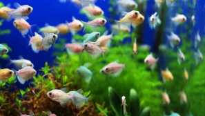 Съвети начинаещи аквариум играчи.