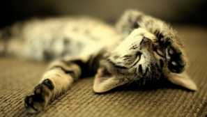 Точно като човек: защо котката се дръпна в сън