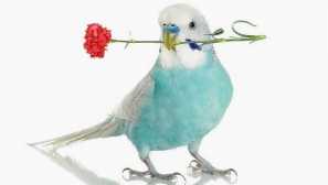 Списък с най-добри имена за вълнообразно момиче папагал