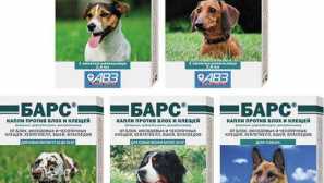 Пръскане от бълхи за котки и кучета