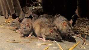 Средства за унищожаване на плъхове: лепило, общуване, пушечни пулове