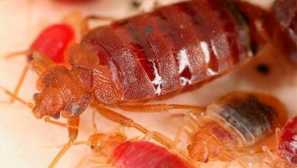 Kukaracha инструмент: инструкции за употреба