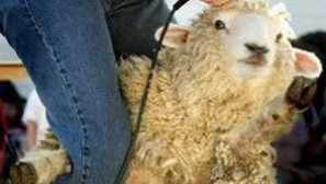 Условия и техника на овчарски подстригване, препоръки за барна