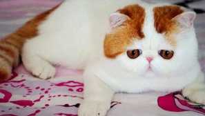 Стандарт и характеристики на характера на екзотична котка