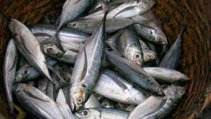 Конна скумрия