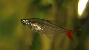 Стъклена tetra (prionobrama filigera) - прозрачна риба