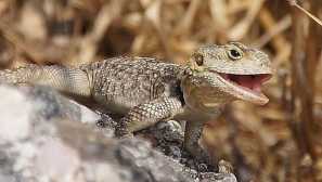 Звездия, или агама гардун