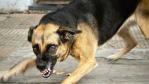 Спиране на стреса за кучета: състав, формуляр за освобождаване, инструкции за приложение и аналози