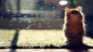 Странни навици: защо котката яде сапун