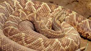 Ужасна скръб или каскавела