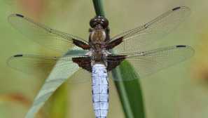 Драконов плосък