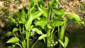 Лятна лятна солидна eton - аквариумни растения.