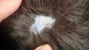 Езда, лишена от котки: какво прилича на лечение