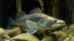 Судак риба: описание, поведение, хвърляне на хайвер, вторичен инсулт, снимка, видео, начин на живот.