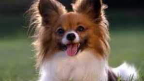 Кучещи спазми причини и лечение: първа помощ