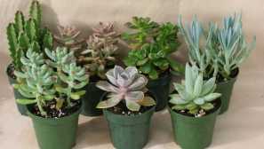 Сукуленти: домашни грижи, снимки, видове, възпроизвеждане