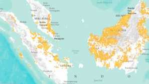 Sumatran cat: отличен рибар