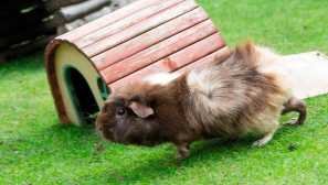 Блясък морски