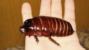 Тракакан носорог, или гигантски грънчар