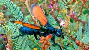 Тавански ястреб