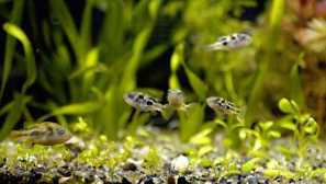 Tetradon dwarf: описание, съдържание, хранене, репродукция.