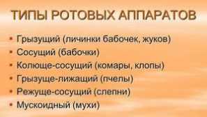 Вид структура на оралния апарат в бръмбари и други насекоми