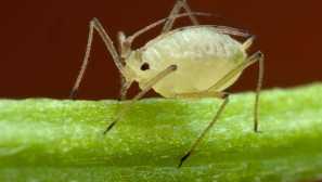 Листна въшка