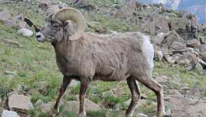 Толстор или дебел овен