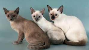 Tonkin cat: описание на породата и животински характер, съдържание и грижи