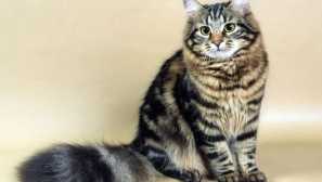 Топ 10 котки от най-привързаните породи