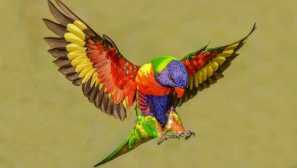 Многоцветни лирикети папагал - палави помпи с приятелски марак