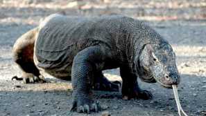 Топ 10 най-ужасните животни в света