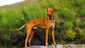 Най-скъпите породи кучета