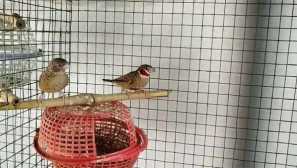 Трагичната история на амадок