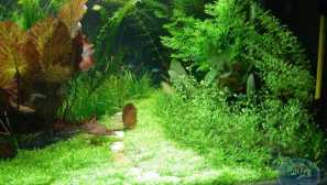 Билкови - аквариум с растения.