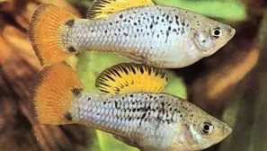 Трицветна или pestray, petlia (xiphophorus variatus)