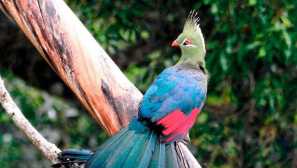 Turako livingstone или longhoke turako