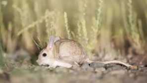 Jerboa
