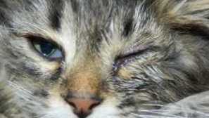 Котката ще разкъсва един или и двете очи: причинява