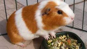 Грижа и поддръжка на морски свинчета у дома