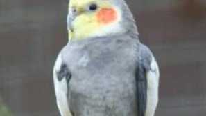 Грижа и поддръжка на папагала корела