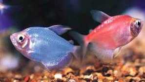 Грижа и съдържание на риба