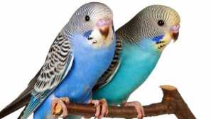 Грижа за вълнообразната папагала