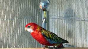 Parrot care rosella и неговото съдържание